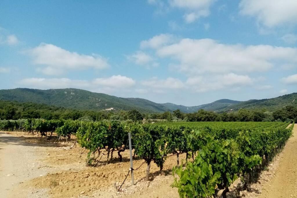 Charmant Appartement T2 Au Coeur Des Vignes Cogolin Buitenkant foto