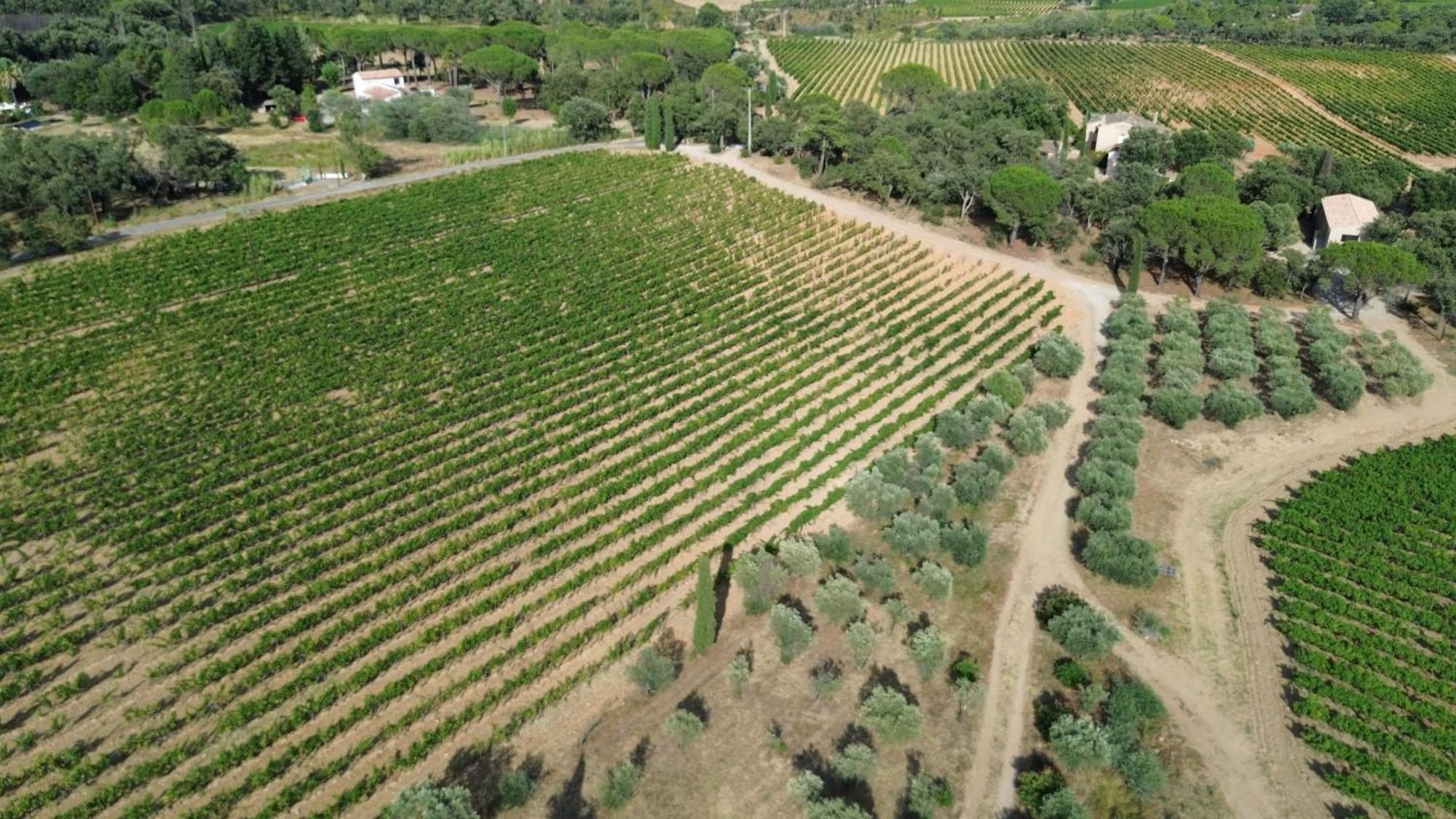 Charmant Appartement T2 Au Coeur Des Vignes Cogolin Buitenkant foto