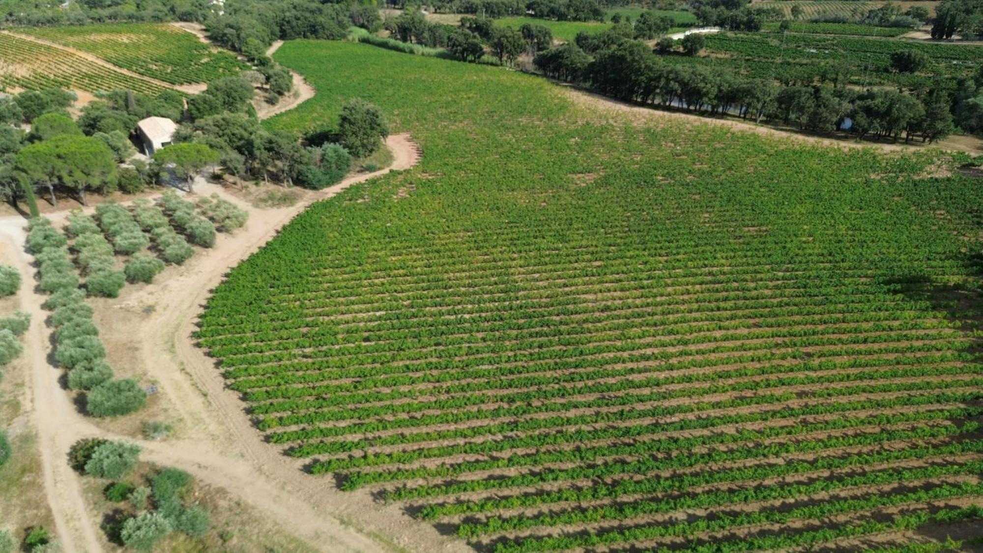 Charmant Appartement T2 Au Coeur Des Vignes Cogolin Buitenkant foto